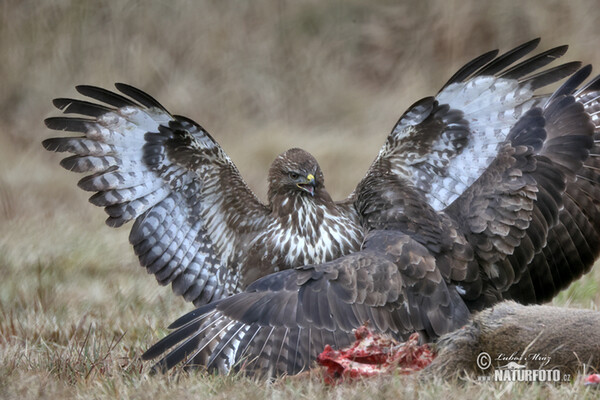 Mäusebussard (Buteo buteo)