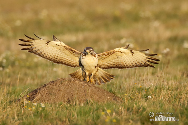 Mäusebussard (Buteo buteo)