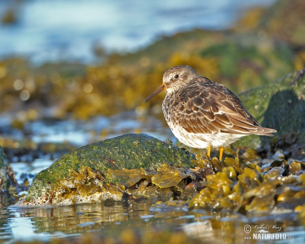 Meerstrandläufer (Calidris maritima)