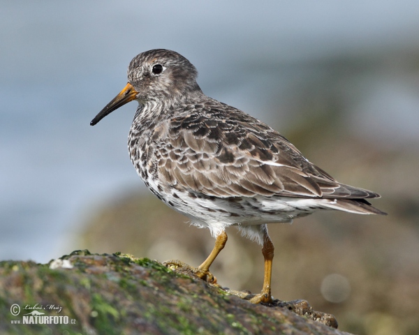 Meerstrandläufer (Calidris maritima)