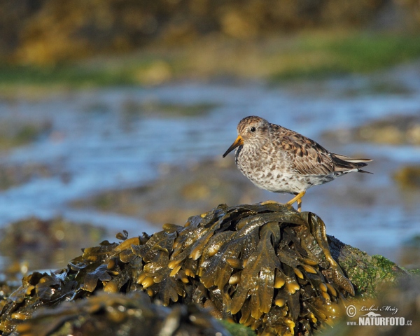 Meerstrandläufer (Calidris maritima)