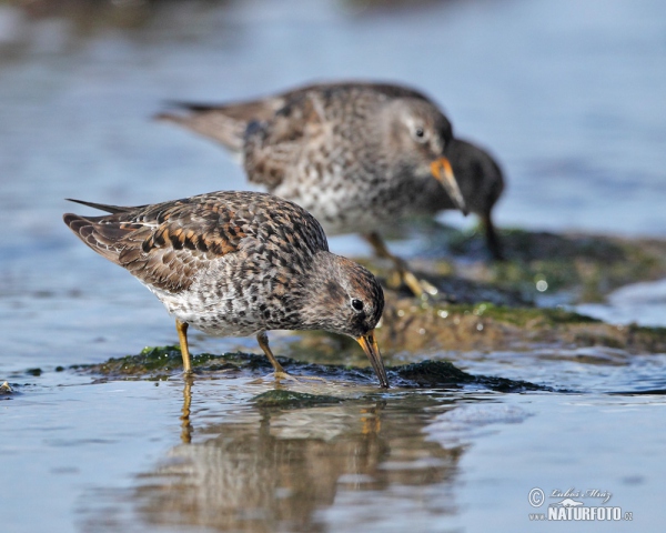 Meerstrandläufer (Calidris maritima)