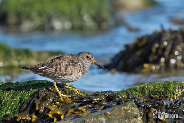 Meerstrandläufer (Calidris maritima)