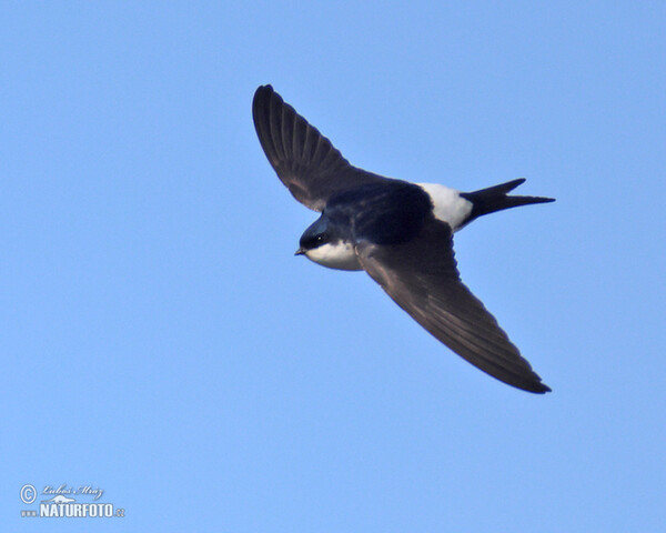 Mehlschwalbe (Delichon urbica)