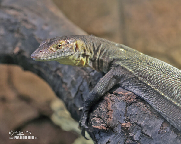 Mertens-Wasserwaran (Varanus mertensi)