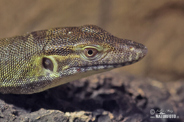 Mertens-Wasserwaran (Varanus mertensi)