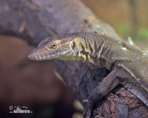 Mertens-Wasserwaran (Varanus mertensi)