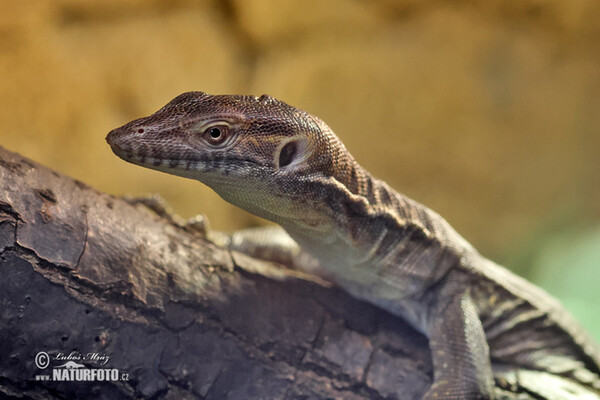 Mertens-Wasserwaran (Varanus mertensi)