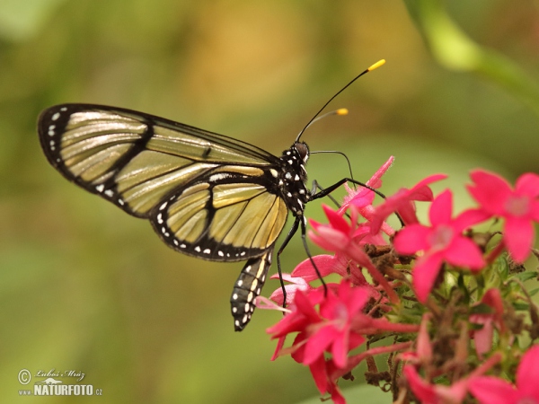 Metona grandiosa (Metona grandiosa)