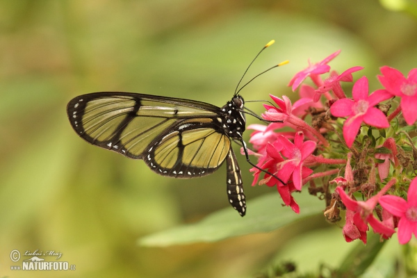 Metona grandiosa (Metona grandiosa)