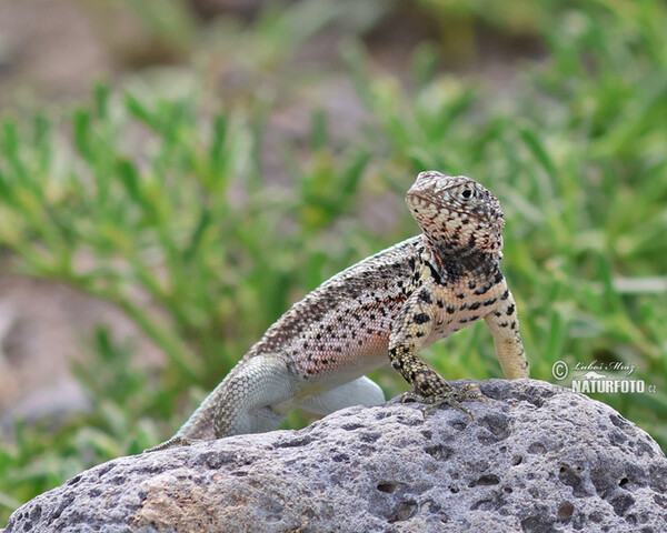 Microlophus albemarlensis (Microlophus albemarlensis)