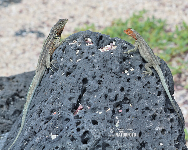 Microlophus albemarlensis (Microlophus albemarlensis)