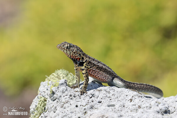 Microlophus albemarlensis (Microlophus albemarlensis)