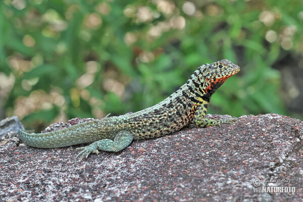 Microlophus albemarlensis (Microlophus albemarlensis)