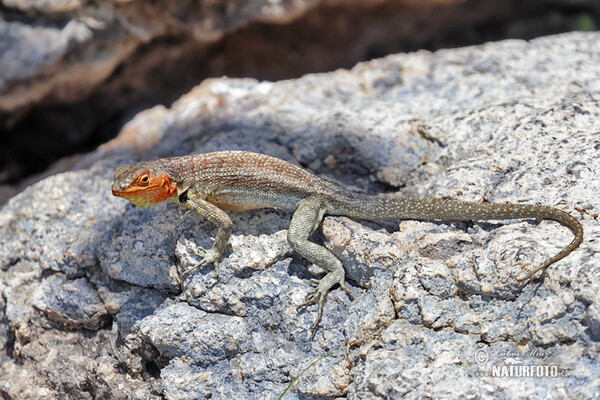 Microlophus albemarlensis (Microlophus albemarlensis)