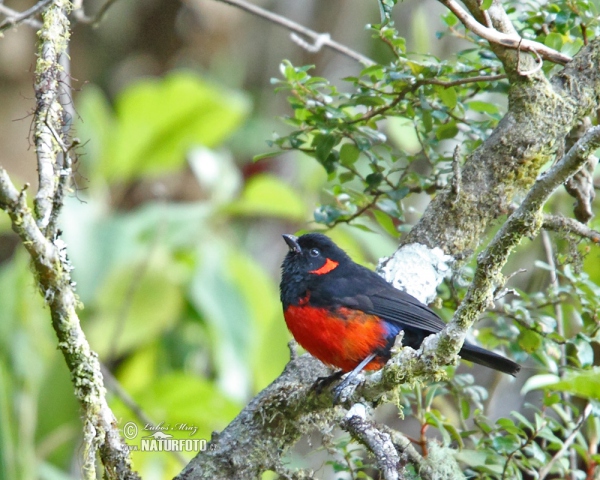 Minnigohr-Bergtangare (Anisognathus igniventris)