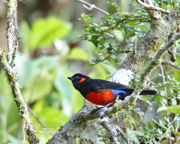 Minnigohr-Bergtangare (Anisognathus igniventris)