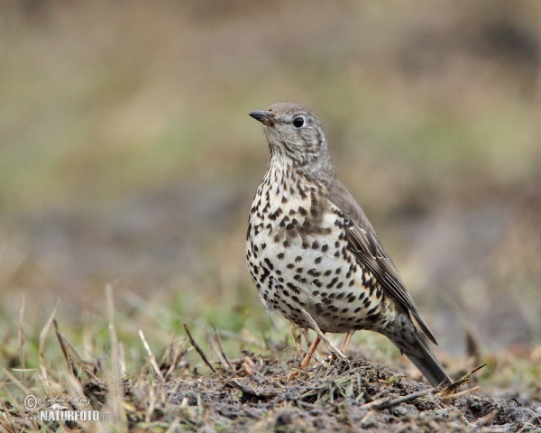 Misteldrossel (Turdus viscivorus)