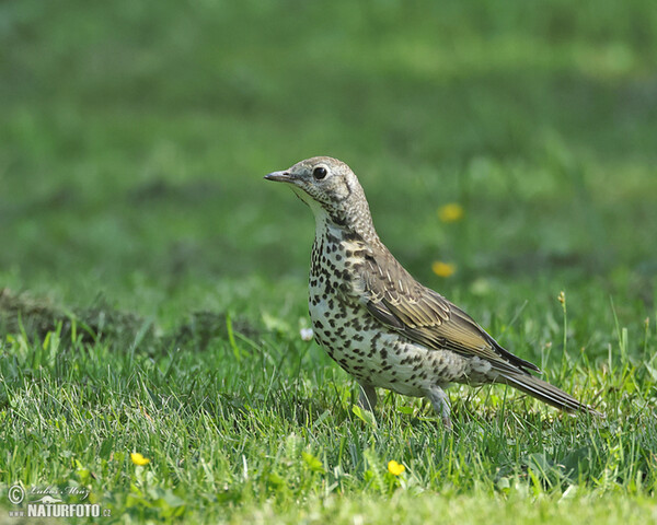 Misteldrossel (Turdus viscivorus)