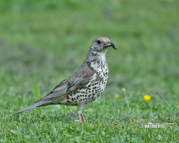 Misteldrossel (Turdus viscivorus)