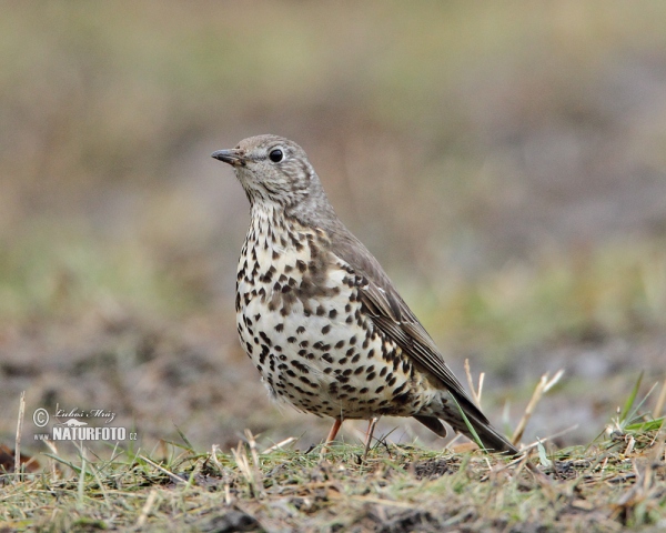 Misteldrossel (Turdus viscivorus)