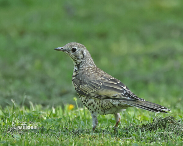 Misteldrossel (Turdus viscivorus)