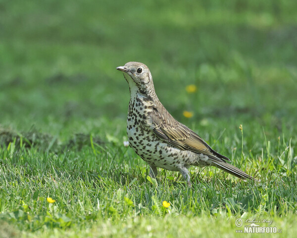 Misteldrossel (Turdus viscivorus)