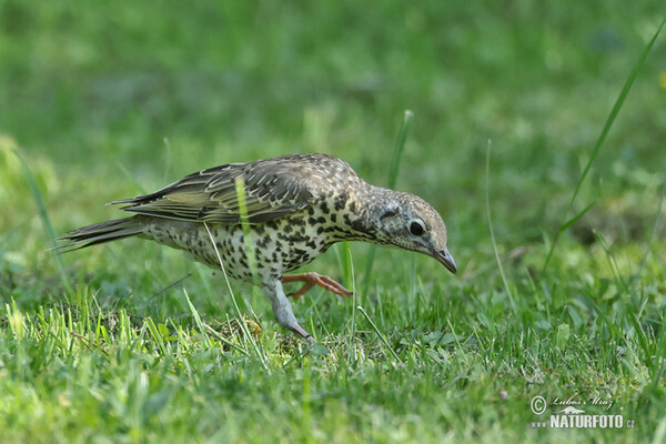 Misteldrossel (Turdus viscivorus)