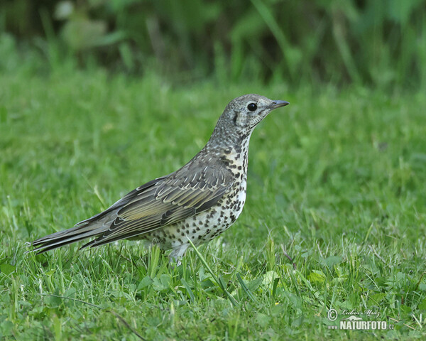 Misteldrossel (Turdus viscivorus)