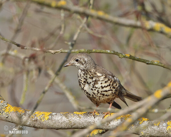 Misteldrossel (Turdus viscivorus)