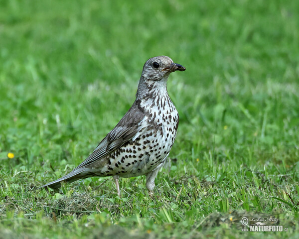 Misteldrossel (Turdus viscivorus)