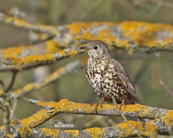 Misteldrossel (Turdus viscivorus)