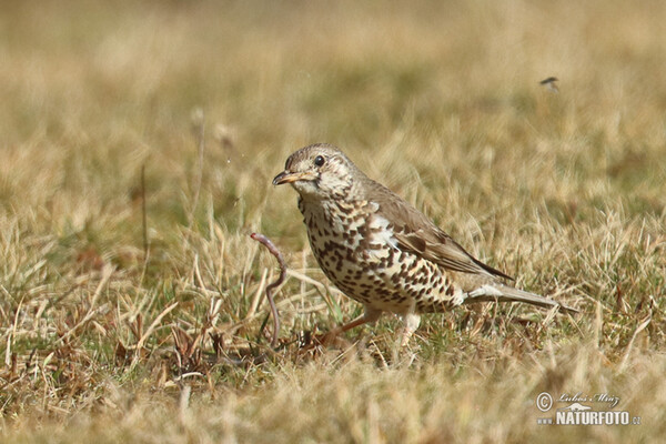 Misteldrossel (Turdus viscivorus)