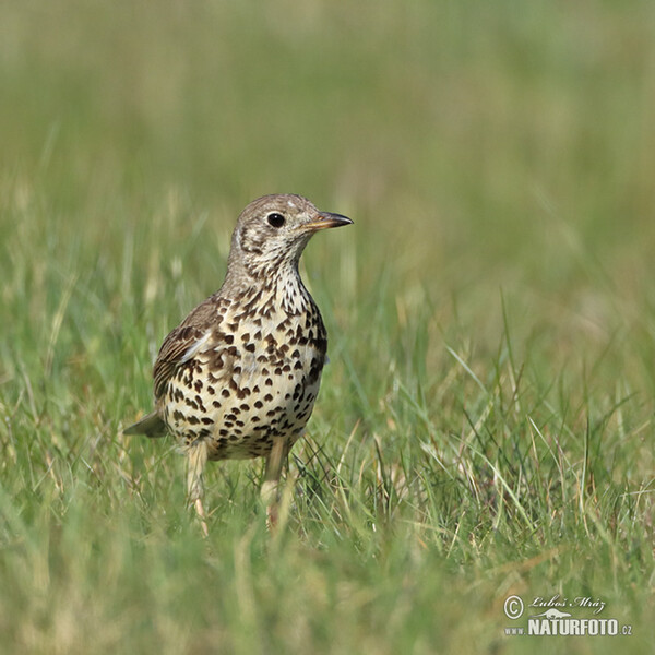 Misteldrossel (Turdus viscivorus)