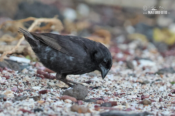 Mittelgrundfink (Geospiza fortis)