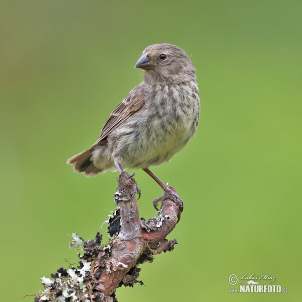 Mittelgrundfink (Geospiza fortis)