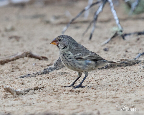 Mittelgrundfink (Geospiza fortis)