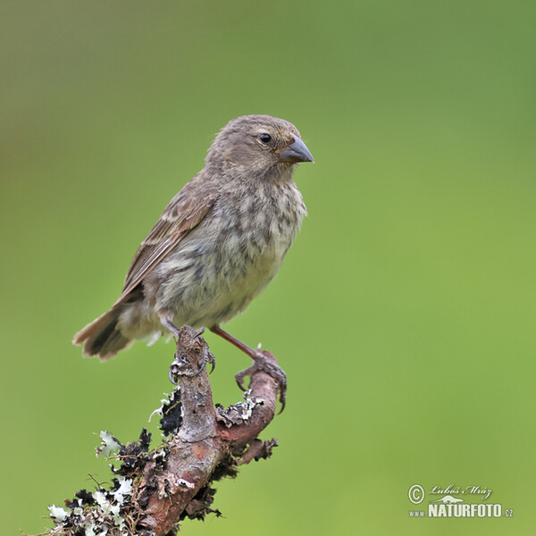 Mittelgrundfink (Geospiza fortis)