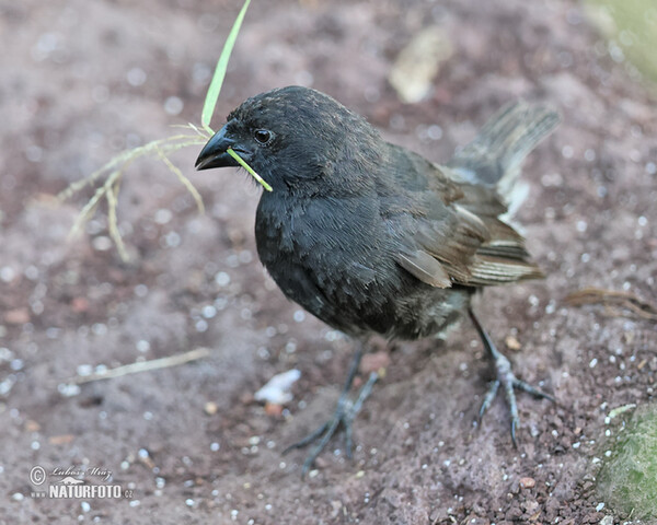 Mittelgrundfink (Geospiza fortis)