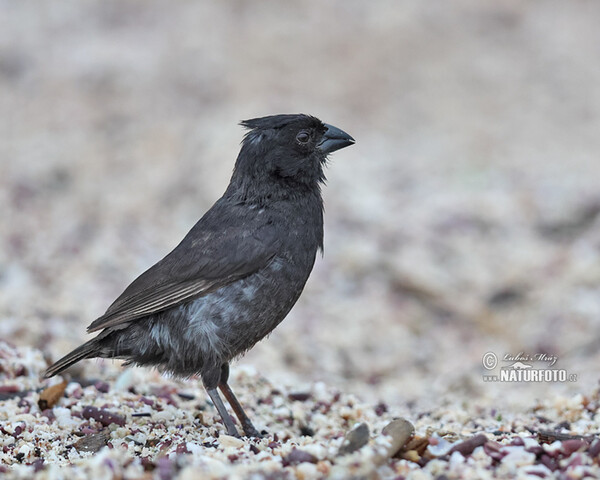 Mittelgrundfink (Geospiza fortis)