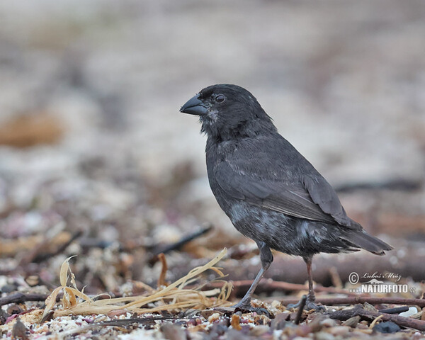 Mittelgrundfink (Geospiza fortis)