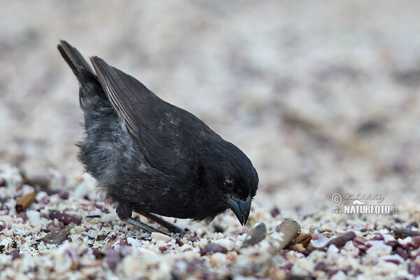 Mittelgrundfink (Geospiza fortis)