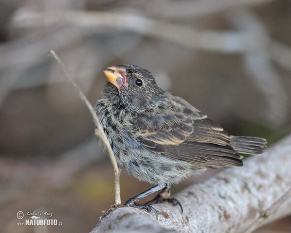 Mittelgrundfink (Geospiza fortis)