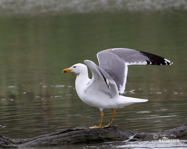 Mittelmeermöwe (Larus michahellis)