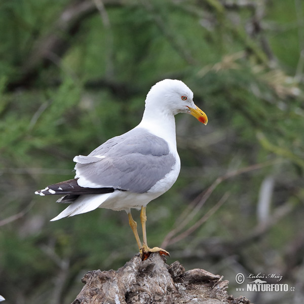 Mittelmeermöwe (Larus michahellis)