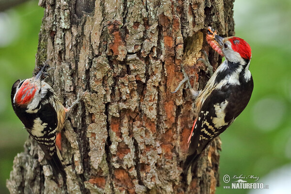 Mittelspecht (Dendrocopos medius)