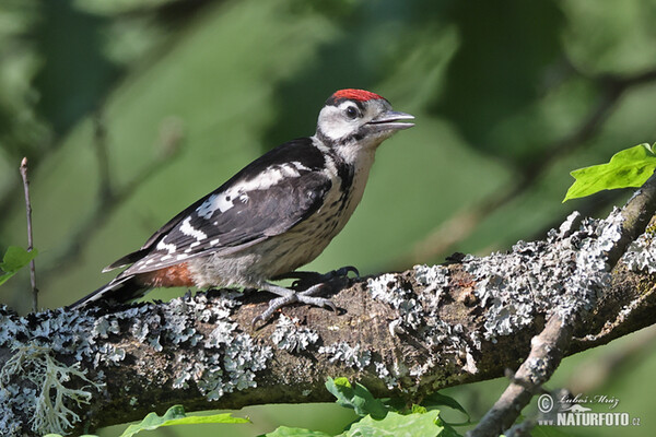 Mittelspecht (Dendrocopos medius)