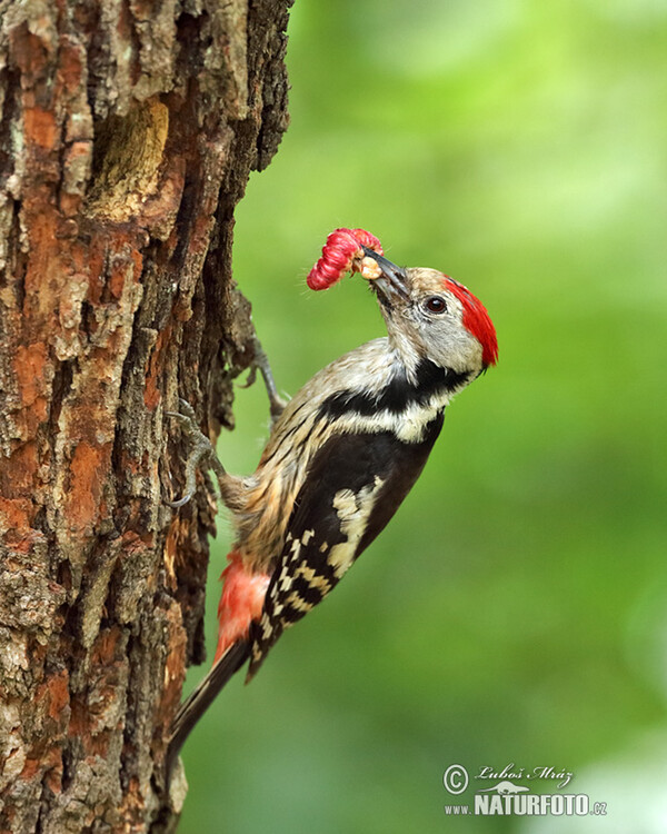 Mittelspecht (Dendrocopos medius)