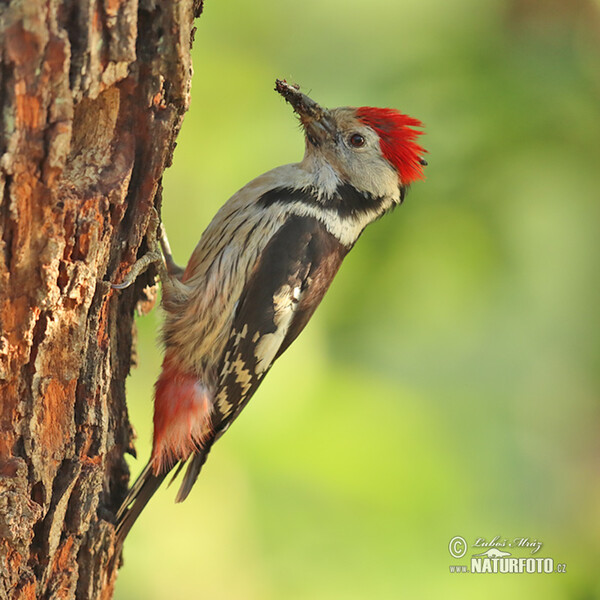 Mittelspecht (Dendrocopos medius)