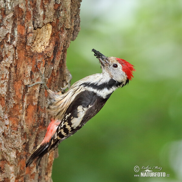 Mittelspecht (Dendrocopos medius)